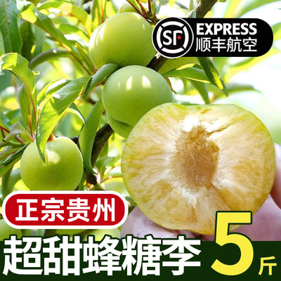 贵州镇宁蜂糖李新鲜李子