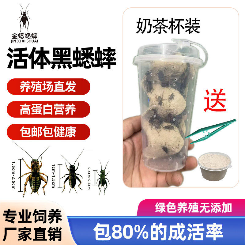 奶茶杯装蟋蟀活物油葫芦蛐蛐蜥