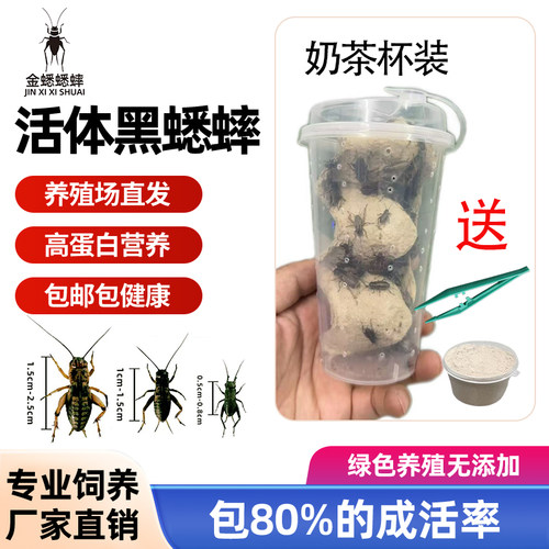 奶茶杯装蟋蟀活物油葫芦蛐蛐蜥