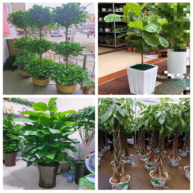 新居入伙店铺开张公司开业绿植花篮云南昆明市五华盘龙官渡西山区