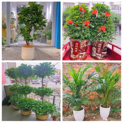 新居入伙店铺开张公司开业绿植花篮山东省聊城市莘县茌平县东阿县