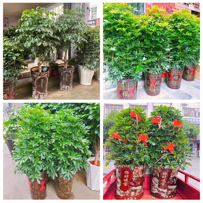 新居入伙店铺开张公司开业绿植花篮广东深圳市宝安区新桥松岗燕罗