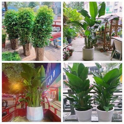 新居入伙店铺开张公司开业绿植花篮广东省茂名市化州市信宜市附近
