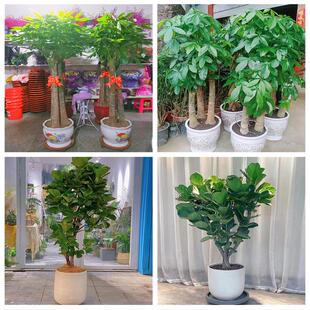 新居入伙店铺开张公司开业绿植花篮天津市西青区中北杨柳青辛口镇