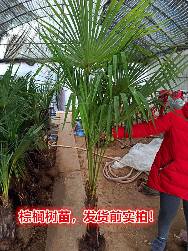 棕榈棕榈树苗老人葵加州蒲葵箬棕绿化苗木四季常青行道风景树在类目 鲜花速递/花卉仿真/绿植园艺, 花园植物/行道树/果树, 行道树/乔木中 - 来自Buy2taobao.com提供专业的淘宝代购服务