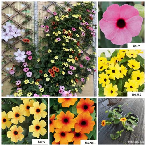 黑眼苏珊盆栽耐热阳台开花植物