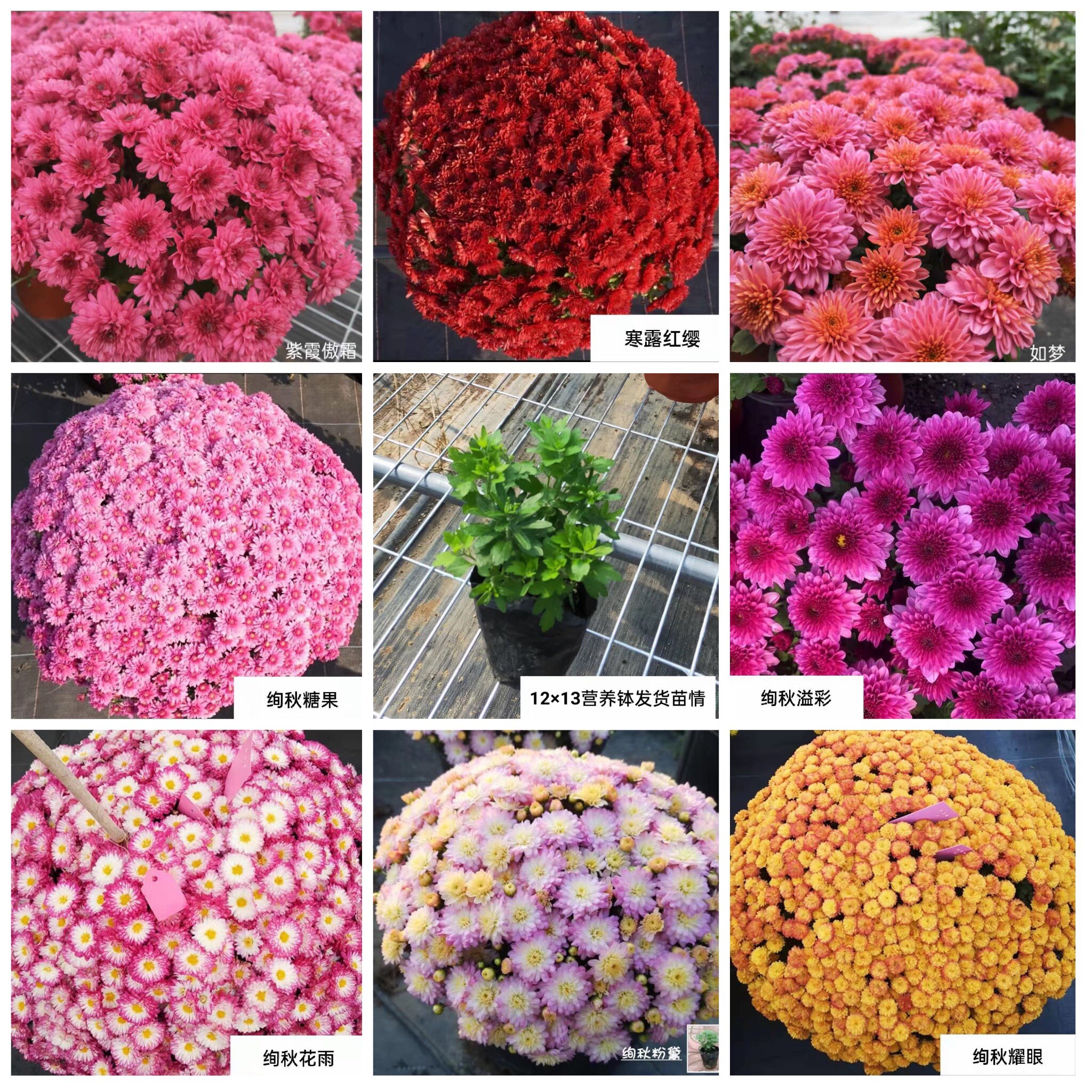 球菊千头菊多年生好养菊花盆栽花菊花类