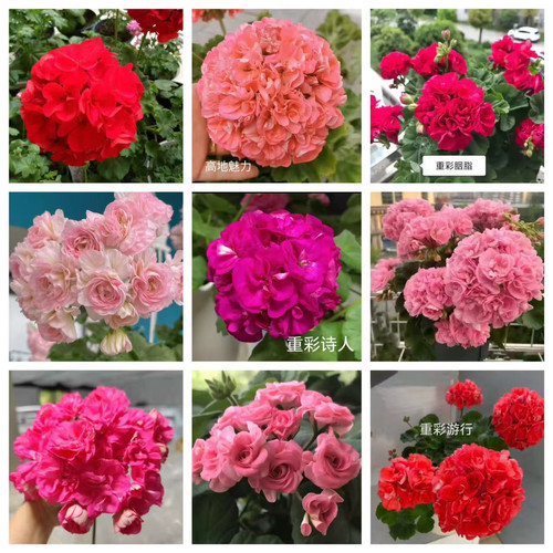 天竺葵花苗小苗直立大花四季开花阳台庭院室内外盆栽好养活