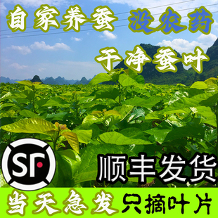 顺丰桑叶新鲜蚕宝宝桑叶批饲料蚕宝宝吃的桑叶食物嫩桑叶喂蚕