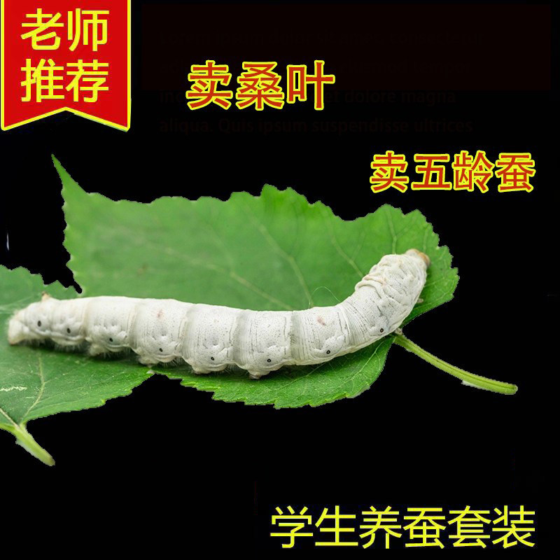 五龄蚕宝宝活体春蚕幼虫活物儿童蚕宝宝