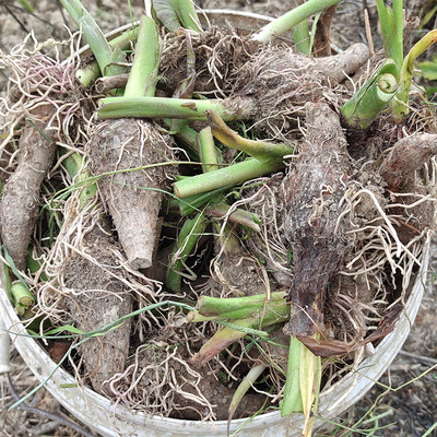 正宗湖南江永香芋种子种植苗芋头种子秧槟榔芋种苗