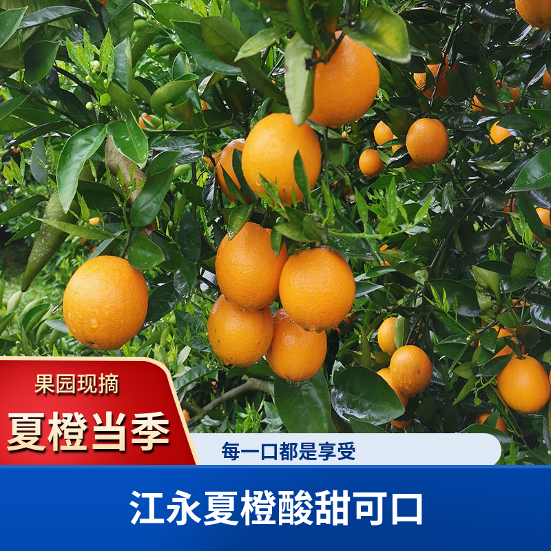 湖南永州江永夏橙新鲜晚熟手剥橙子榨汁现摘现发当季水果5斤9斤