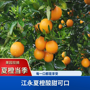 湖南永州江永夏橙新鲜晚熟手剥橙子榨汁现摘现发当季水果5斤9斤