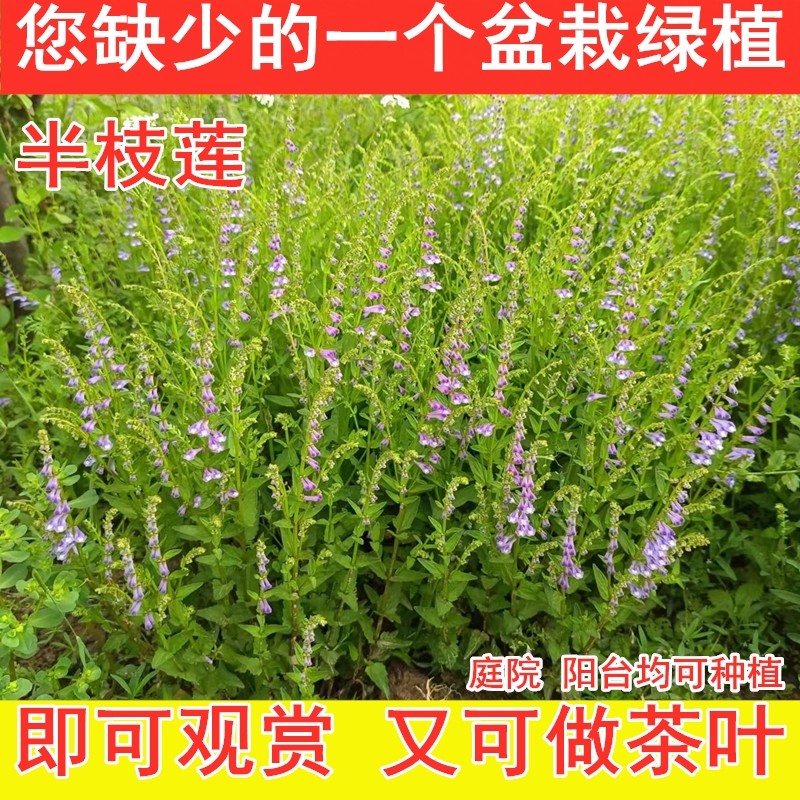 半枝莲绿植茶叶苗农村地道野生半边莲茶叶种苗阳台庭院种植美观