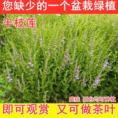 半枝莲绿植茶叶苗农村地道野生半边莲茶叶种苗阳台庭院种植美观