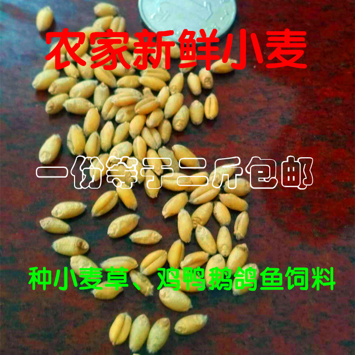 牛家村新小麦粒草农家种子可发芽榨汁钓鱼饵鸡鸭鹅鸟饲料麦子