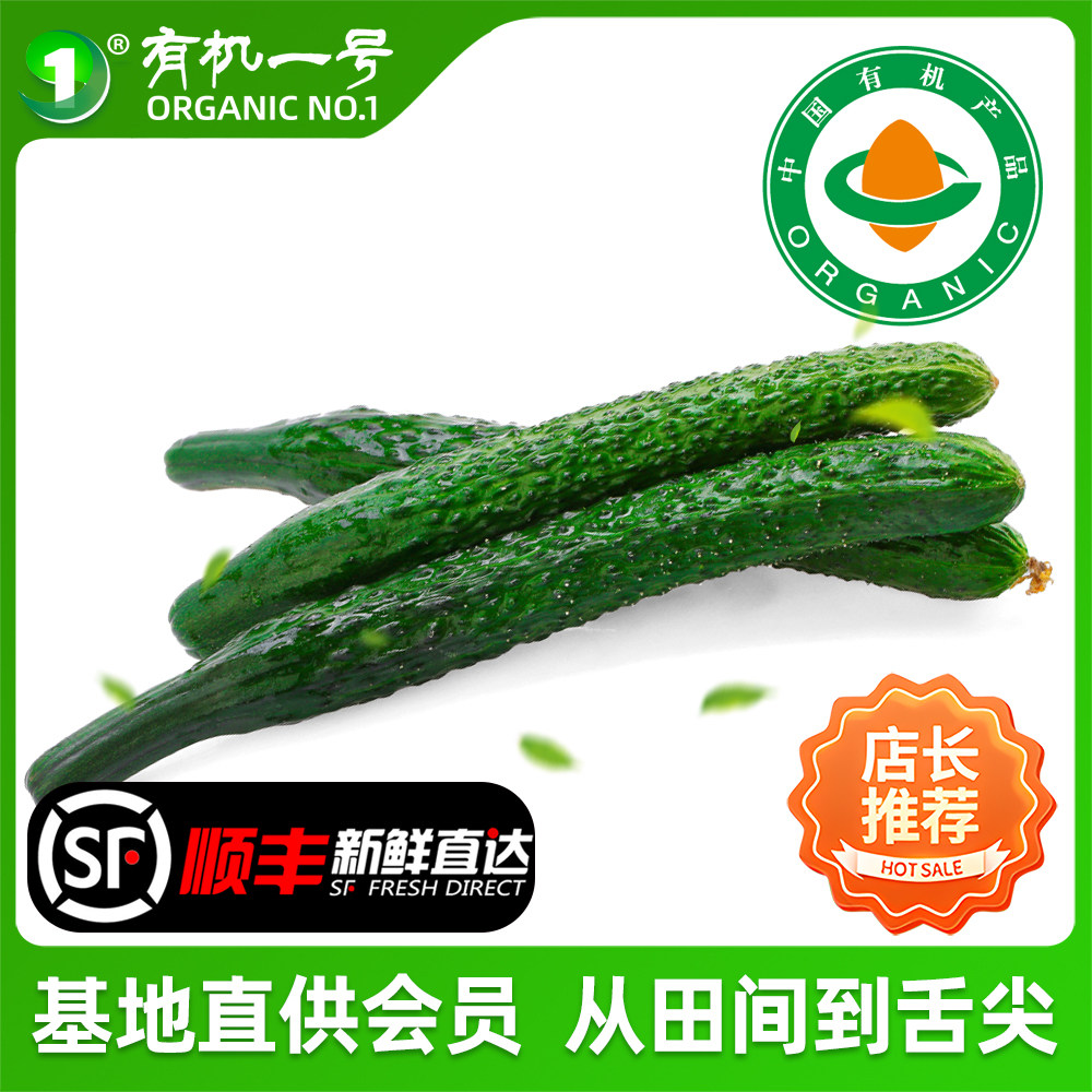 山西新鲜有机黄瓜生吃蔬菜素食水果自然熟有机标准种植脆爽多汁