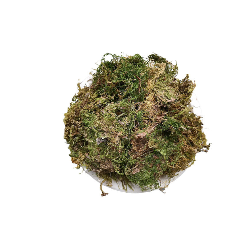 菜仙子园艺天然干苔藓盆栽铺面微景观蝴蝶兰造景用干青苔染色青苔