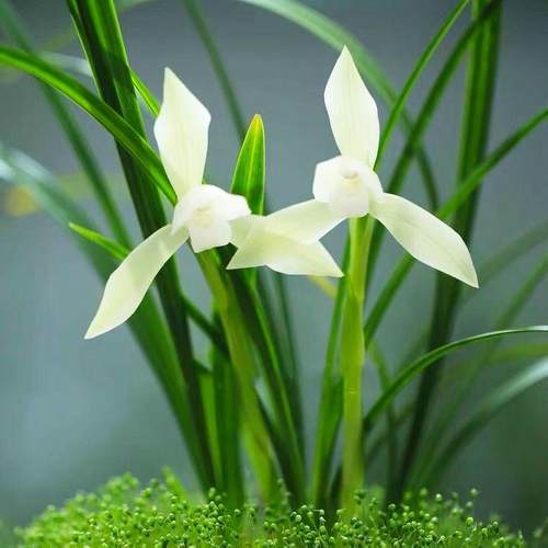 名贵兰花苗带花苞春兰雪影