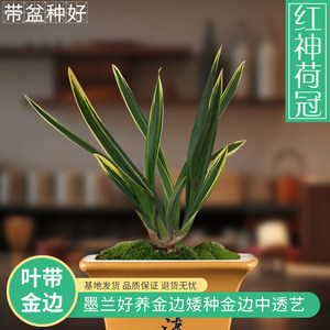 矮种墨兰荷瓣花卉好养绿植盆栽