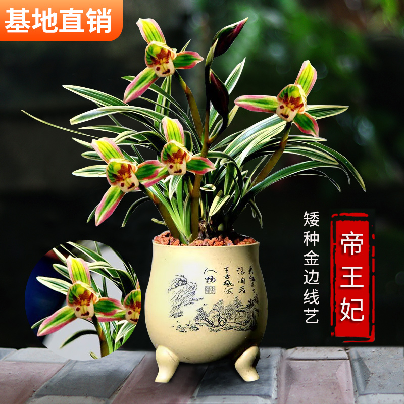 浓香型兰花苗 建兰金边鹤艺矮种帝王妃 茶桌室内名贵植物花卉盆栽