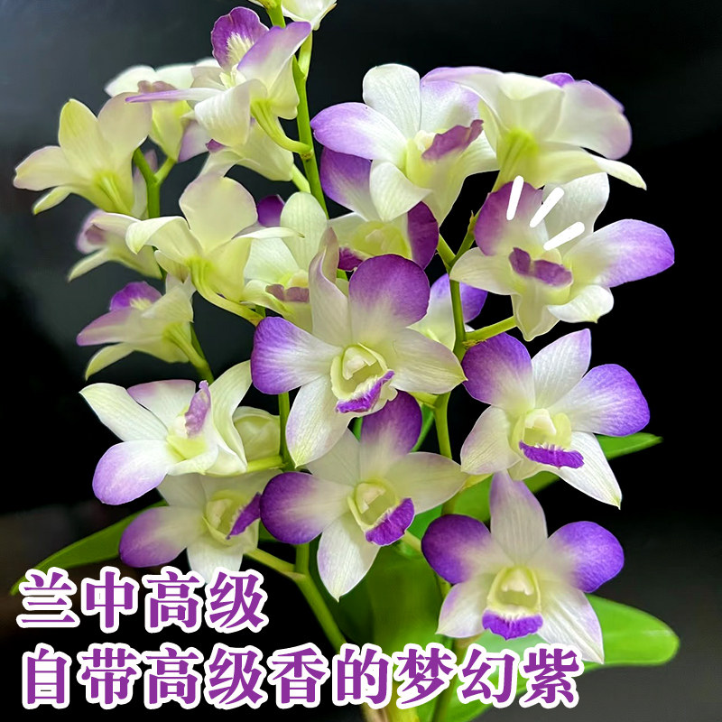 石斛兰花盆栽精品白泼墨石斛图片