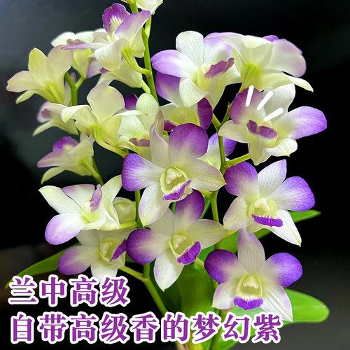 石斛兰花盆栽精品白泼墨石斛