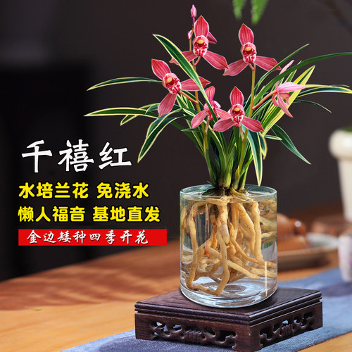 水培香水兰花苗千禧红