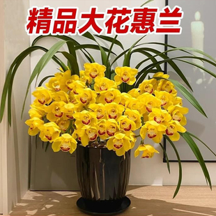 大花蕙兰冬带花苞惠兰大花特香兰花室内外年宵花卉庭院好养绿植