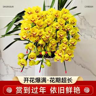 大花惠兰盆现带花苞年宵花卉植物室内鲜花客厅蕙兰办公室绿植耐寒