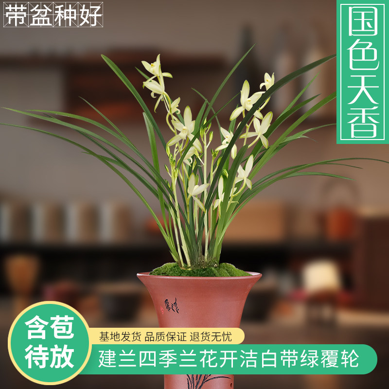 建兰兰花苗 国色天香 夏带花苞出售建兰室内外花卉盆栽绿植物好养