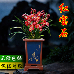 大花蕙兰红宝石兰花盆栽现带花苞浓香年宵花兰花苗室内外好养绿植