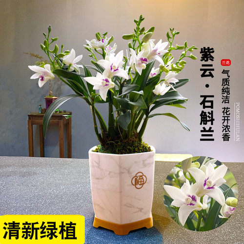 紫云石斛兰室内盆栽冬带花出售