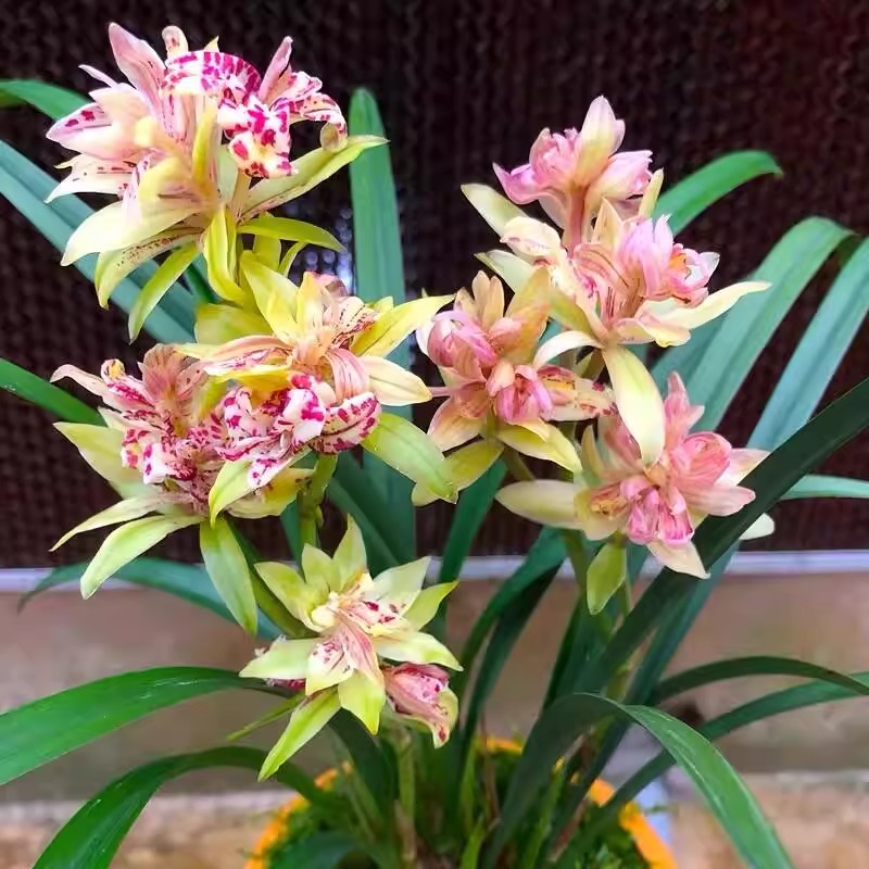 富山奇蝶兰花建兰盆栽绿植