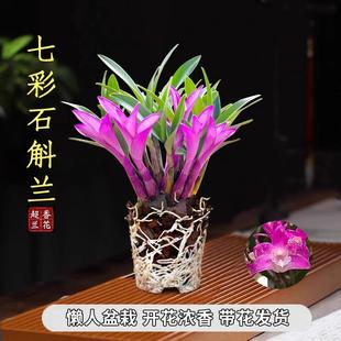 七彩香水石斛兰花四季 兰好养绿植浓香型石斛改善睡眠绿植净化空气