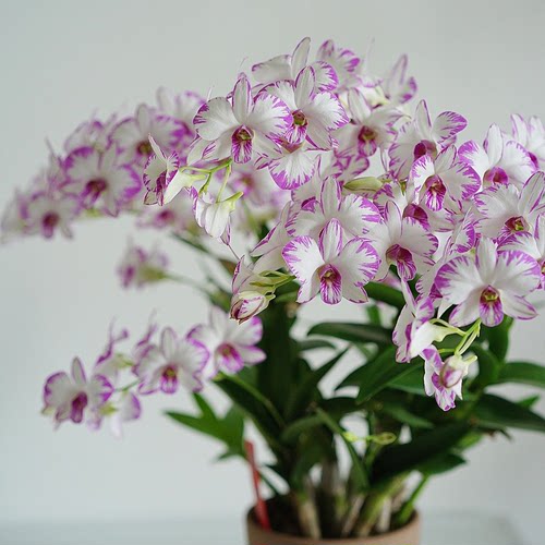 石斛兰花盆栽精品白泼墨石斛带花