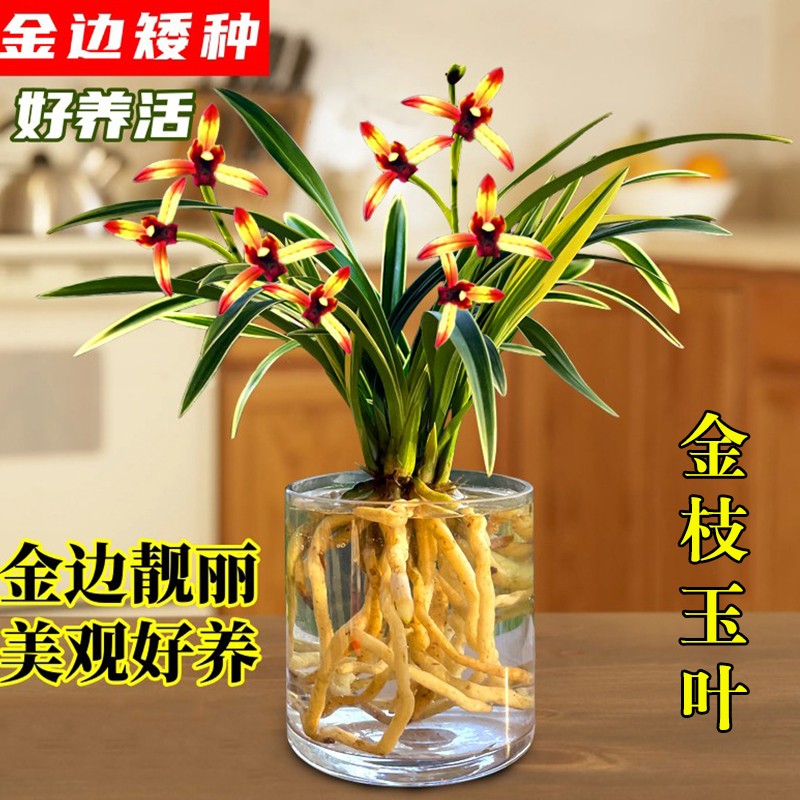水培金边兰花苗金枝玉叶室内盆栽图片
