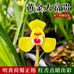 春兰黄金大富贵兰花苗好养浓香花