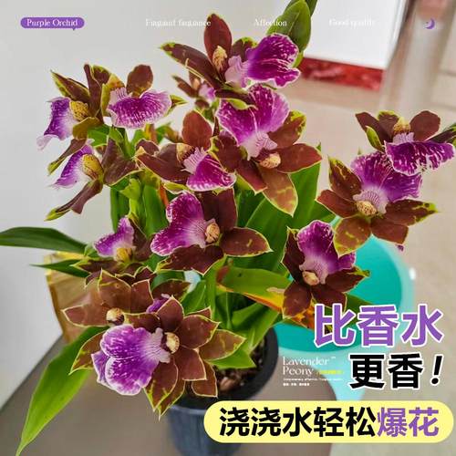 紫香兰浓香型大苗部分带花箭