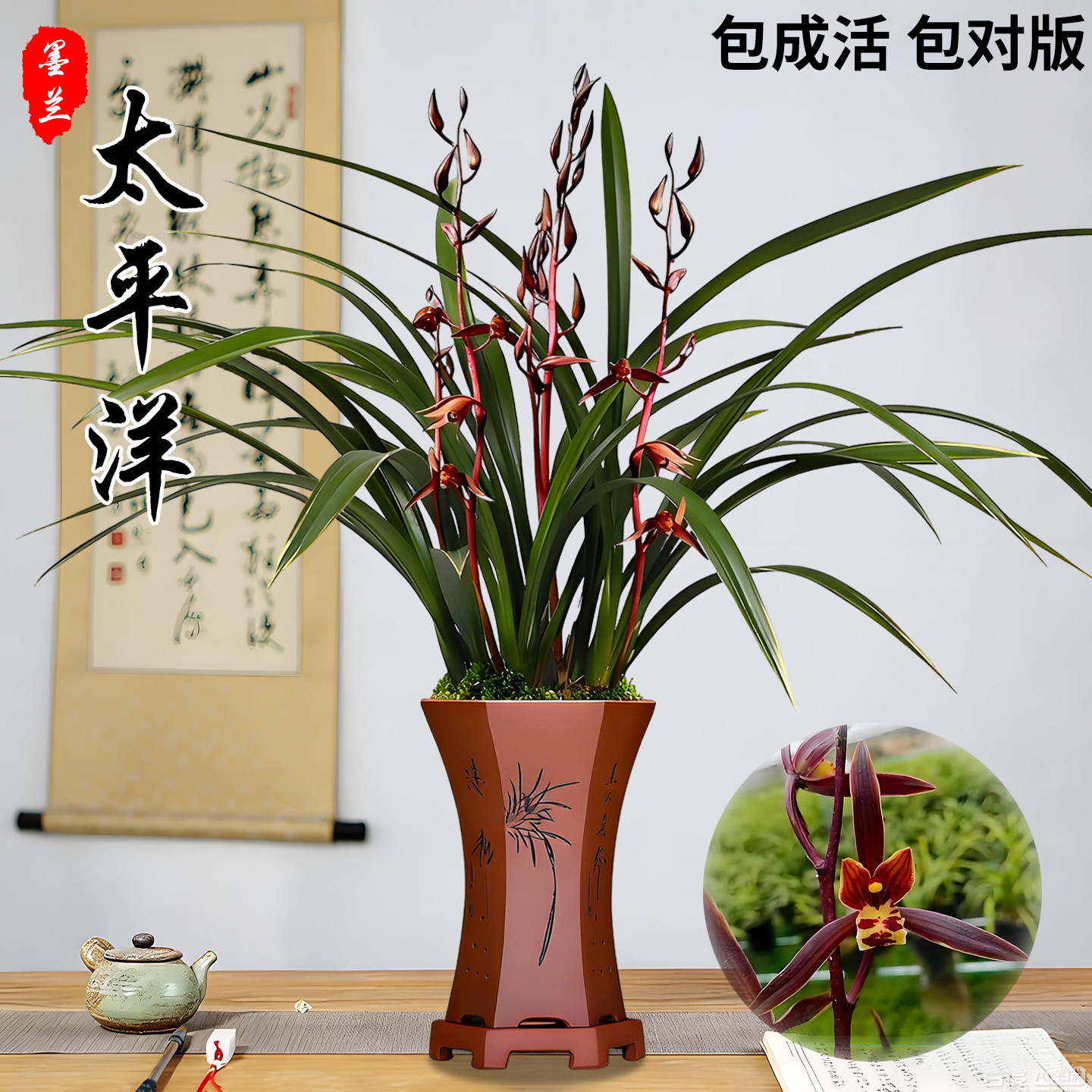 墨兰太平洋兰花盆栽现带花苞名贵浓香金边叶艺兰花苗好养绿植花卉