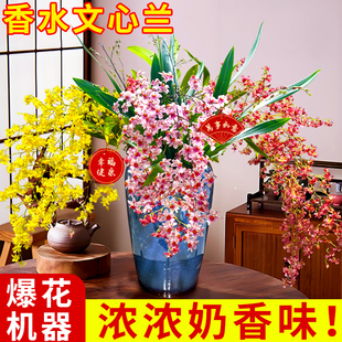 香水文心兰兰花盆栽现带花剑浓香精品兰花苗室内桌面好养绿植花卉