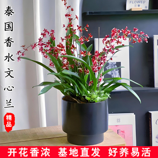 夏带花苞文心兰花梦香盆栽洋兰浓烈奶油香泰国香水石斛苗花卉绿植