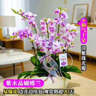 蝴蝶兰花苗带花苞盆栽客厅兰花室内植物花卉四季好养活石斛兰绿植
