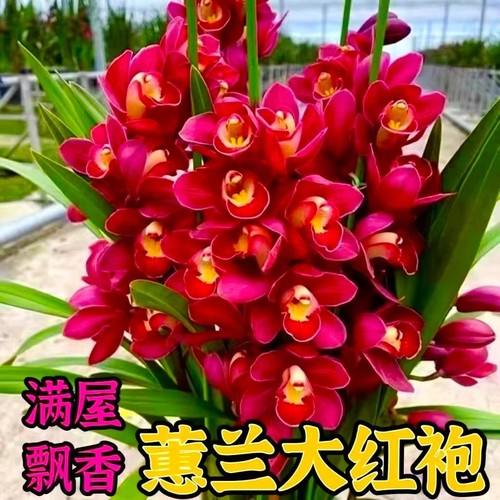 蕙兰盆栽兰花苗红袍室内盆栽