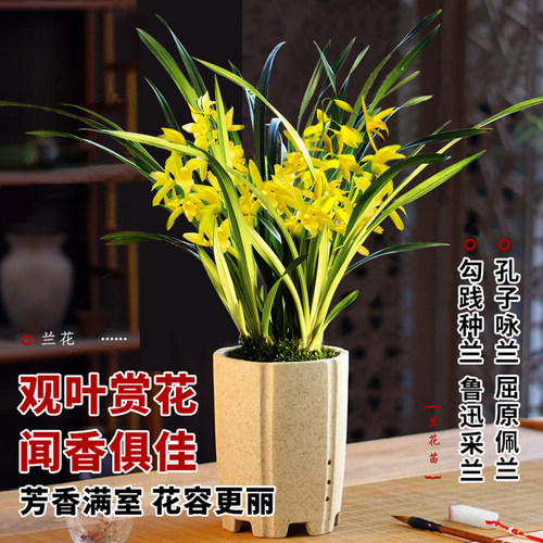 建兰黄金中透艺七彩神童