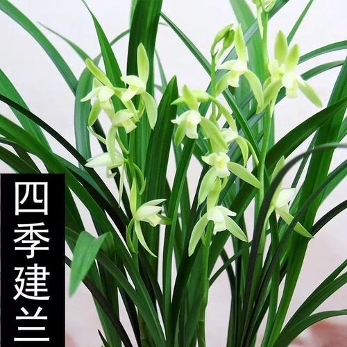 建兰素心花大凤素带花出售浓香