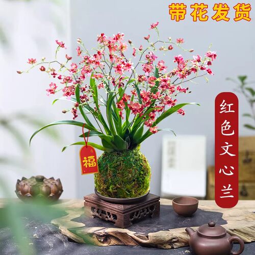 香水文心兰花苗冬带花苞