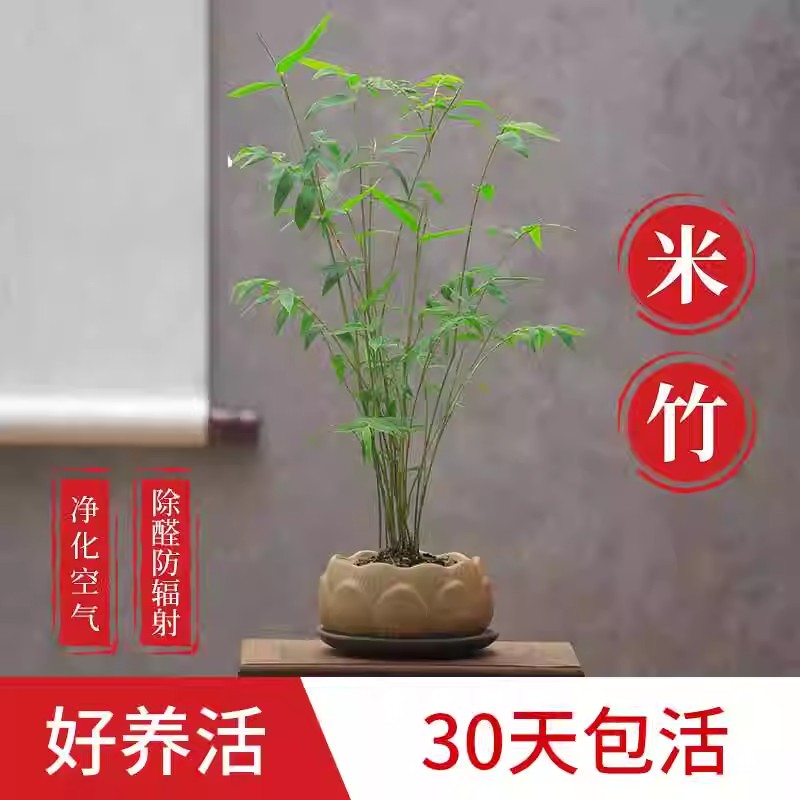 米竹观音竹盆栽凤尾竹耐阴植物小型竹子室内水养观赏竹苔藓球盆景