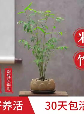 米竹观音竹盆栽凤尾竹耐阴植物