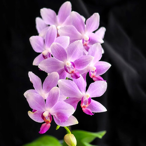 蝴蝶兰花苗带花苞盆栽客厅